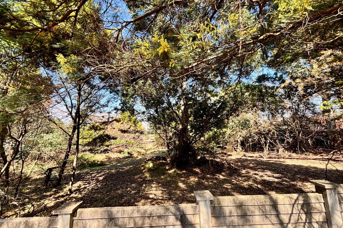 A view of a vacant residential plot featuring mature trees and a concrete boundary wall.