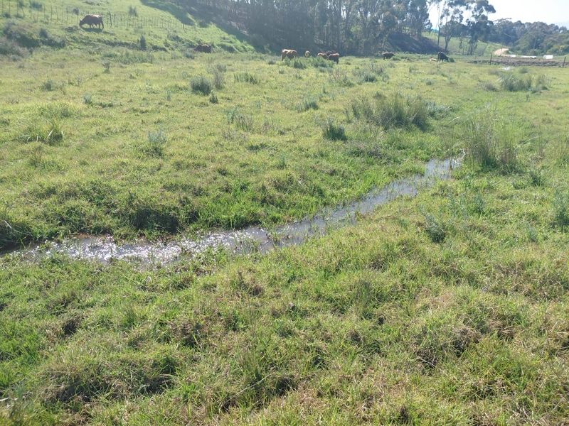 A view of an open pasture area featuring a natural stream running through the grassy landscape.