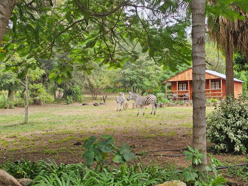 A scenic garden view featuring a rustic wooden cabin with a timber deck, set within a natural landscape with mature trees and wildlife.