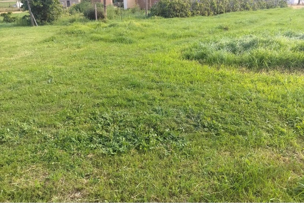 A view of a vacant residential plot featuring a grass lawn and perimeter fencing, situated in a suburban neighborhood setting.
