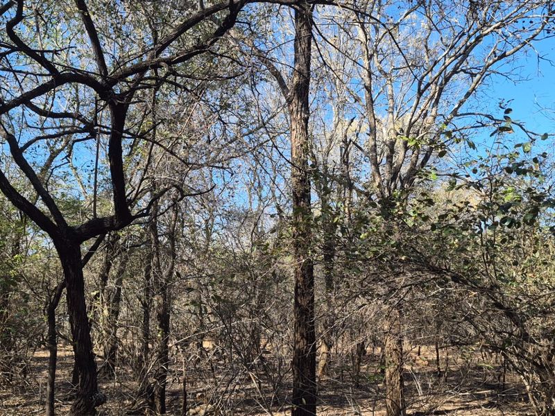 A view of a natural, wooded residential plot featuring mature trees and native vegetation, offering a peaceful and private setting.