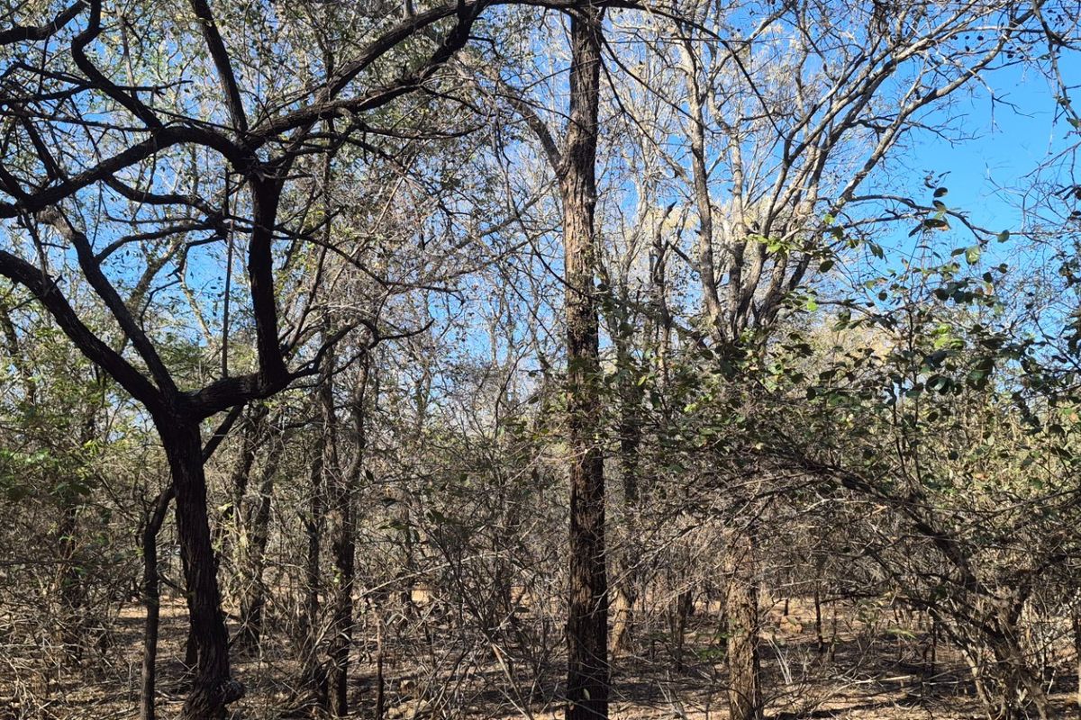 A view of a natural, wooded residential plot featuring mature trees and native vegetation, offering a peaceful and private setting.