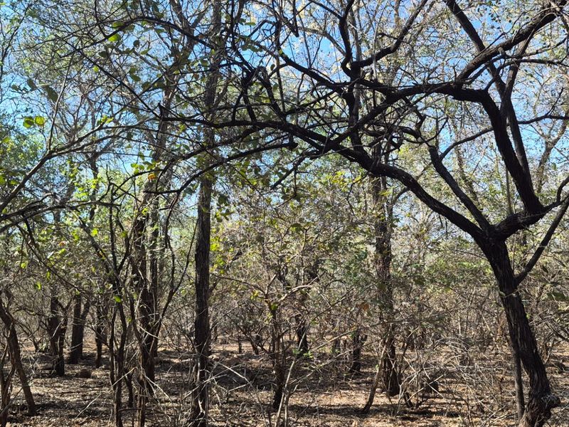 A view of the natural, undeveloped land featuring established native trees and dense vegetation, suitable for residential development.
