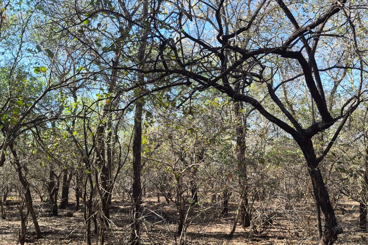 A view of the natural, undeveloped land featuring established native trees and dense vegetation, suitable for residential development.