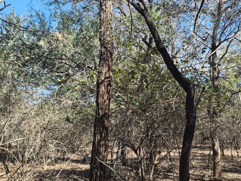 A view of the vacant residential land featuring mature trees and natural vegetation throughout the plot.