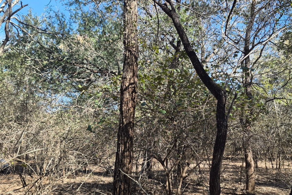 A view of the vacant residential land featuring mature trees and natural vegetation throughout the plot.