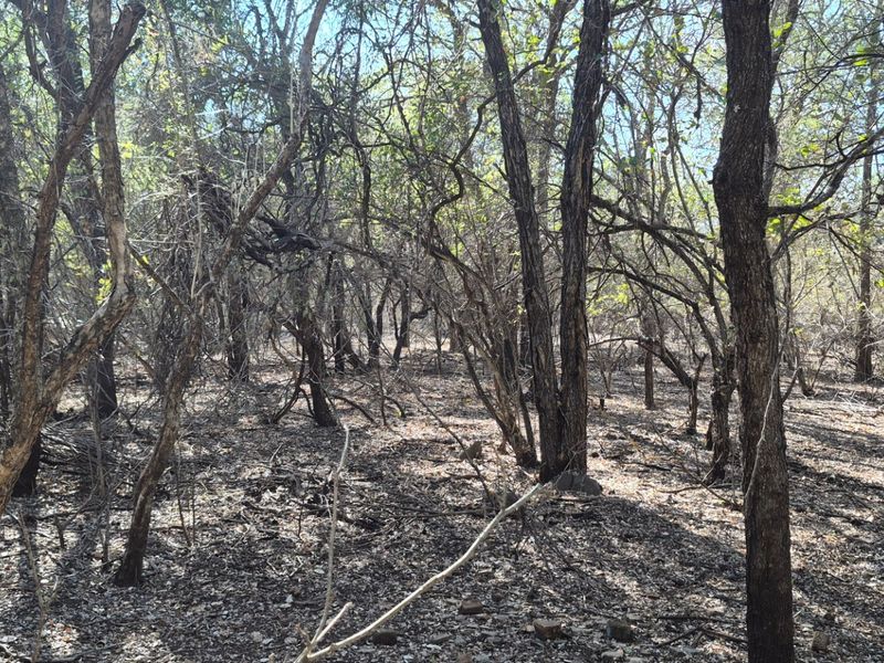 A view of the natural, undeveloped residential land featuring established native trees and ground cover.