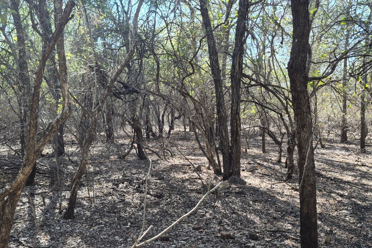 A view of the natural, undeveloped residential land featuring established native trees and ground cover.