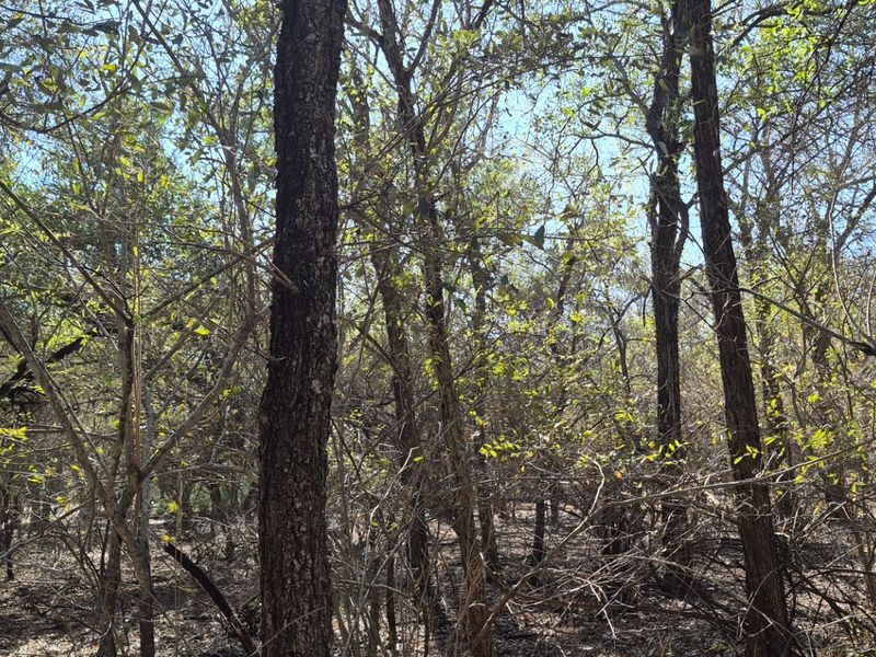 A view of the natural, wooded landscape on the vacant residential property, featuring mature trees and native vegetation.