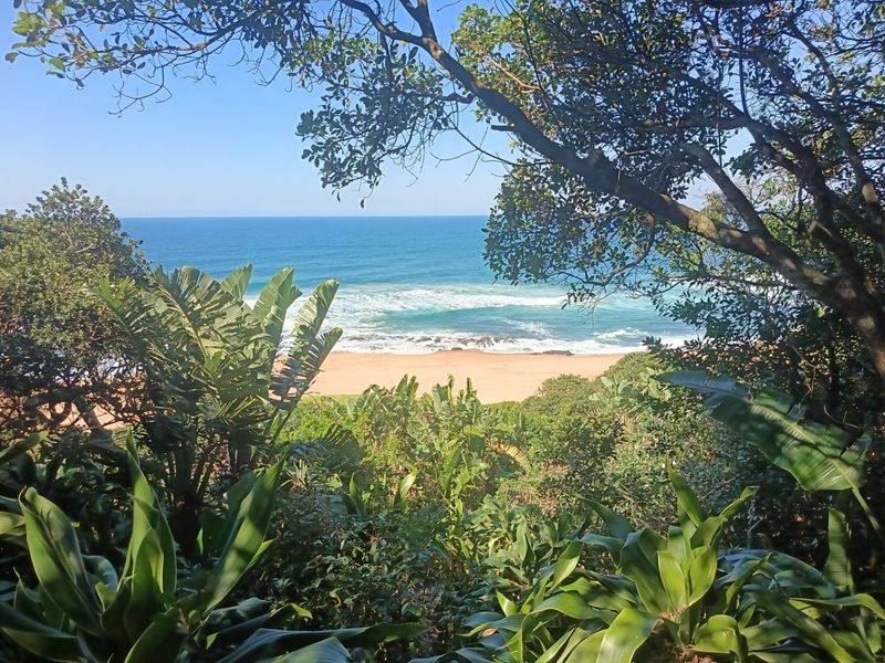 A scenic view of the ocean and sandy beach framed by lush coastal trees and tropical foliage.