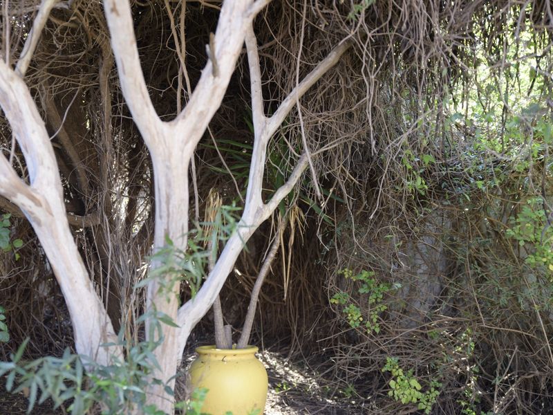 A dense, overgrown garden area featuring mature trees and thick foliage, requiring maintenance and clearing to improve the outdoor space.