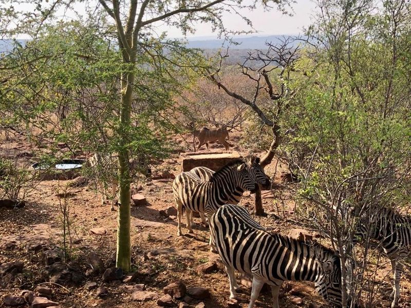 A natural bushveld landscape view featuring indigenous trees and local wildlife in a serene, rural setting.