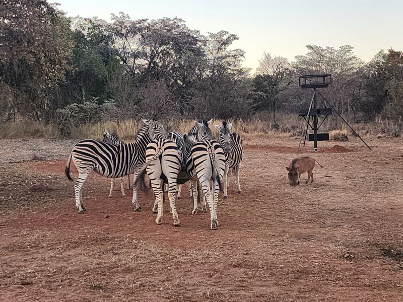 A view of the natural bushveld landscape featuring a game feeder on the property.