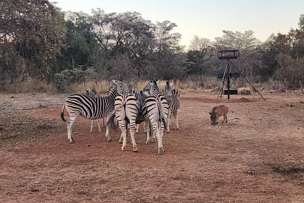 A view of the natural bushveld landscape featuring a game feeder on the property.
