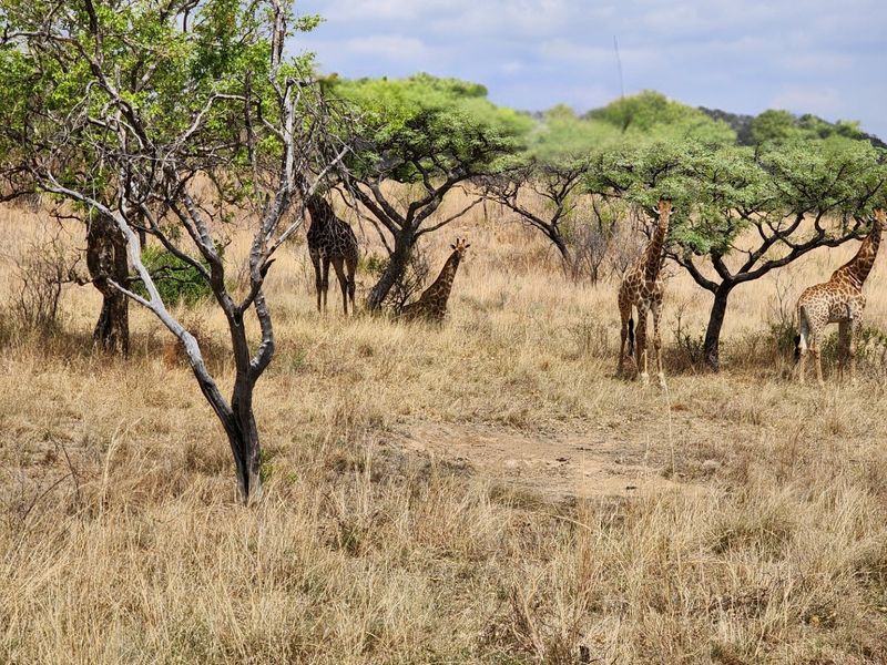 A view of natural, undeveloped residential land featuring indigenous trees and local wildlife.