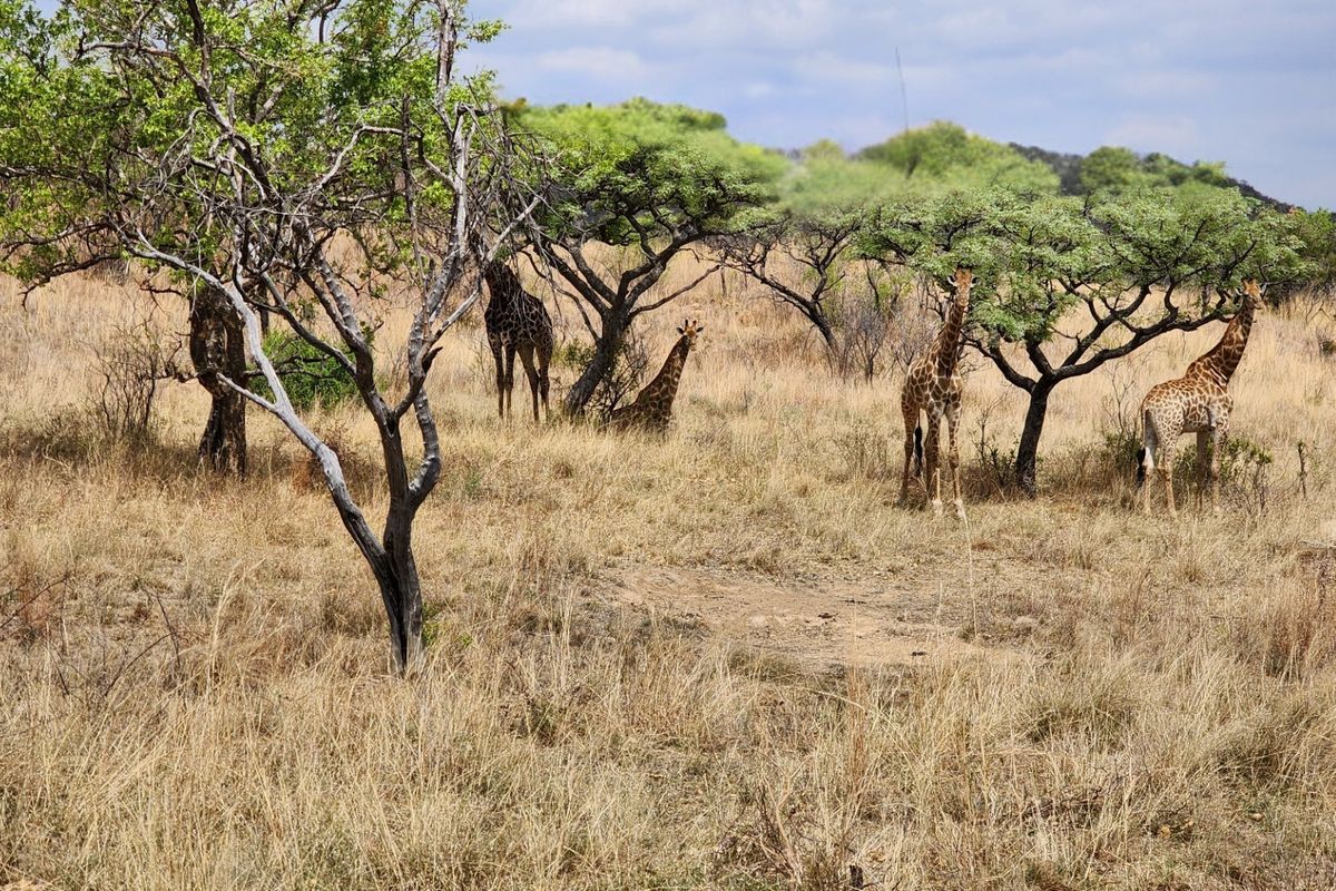 A view of natural, undeveloped residential land featuring indigenous trees and local wildlife.