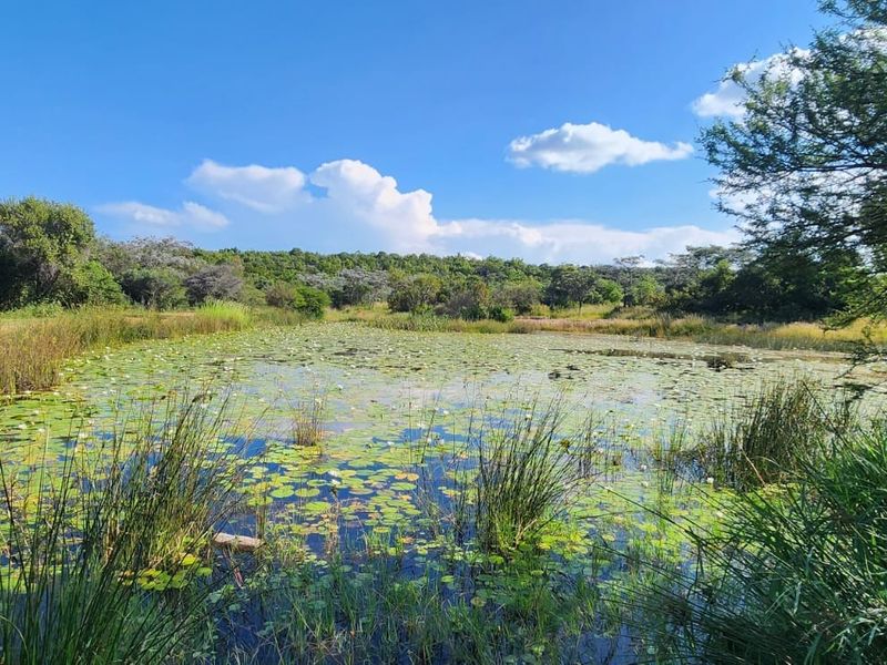 A scenic view of a natural pond surrounded by lush indigenous vegetation and trees on the residential property.
