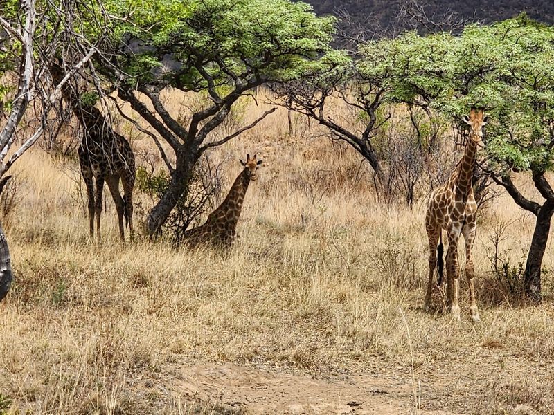 A view of natural bushveld landscape featuring indigenous trees and wildlife on the vacant residential land.