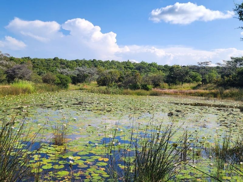 A scenic view of a natural pond filled with water lilies, surrounded by lush indigenous vegetation and trees on a clear day.