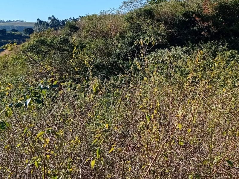 A view of the natural, undeveloped landscape featuring dense native vegetation and sloped terrain on the residential plot.