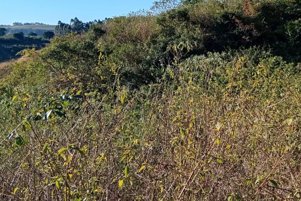 A view of the natural, undeveloped landscape featuring dense native vegetation and sloped terrain on the residential plot.
