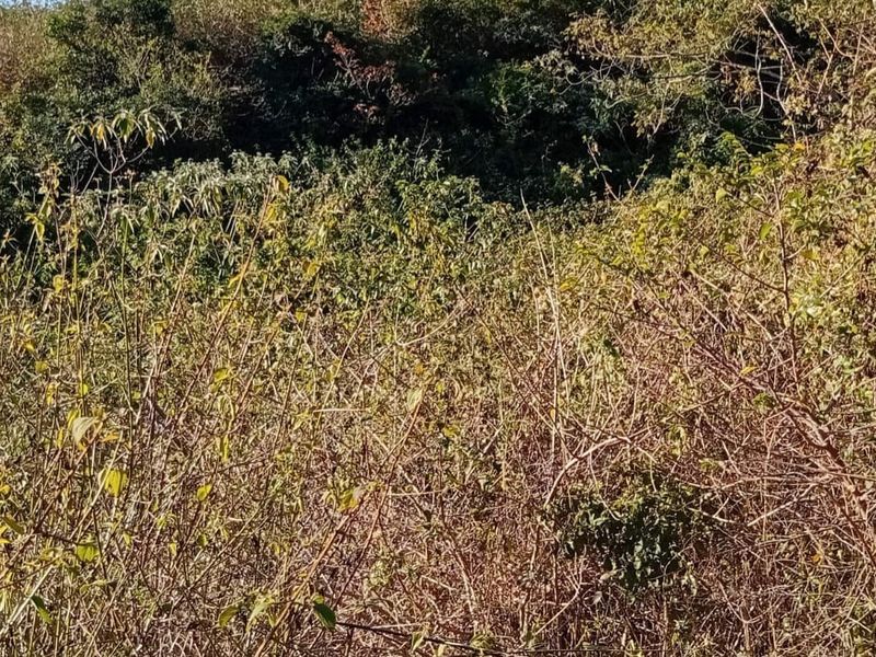 A view of the undeveloped residential land featuring dense natural vegetation and native shrubbery.