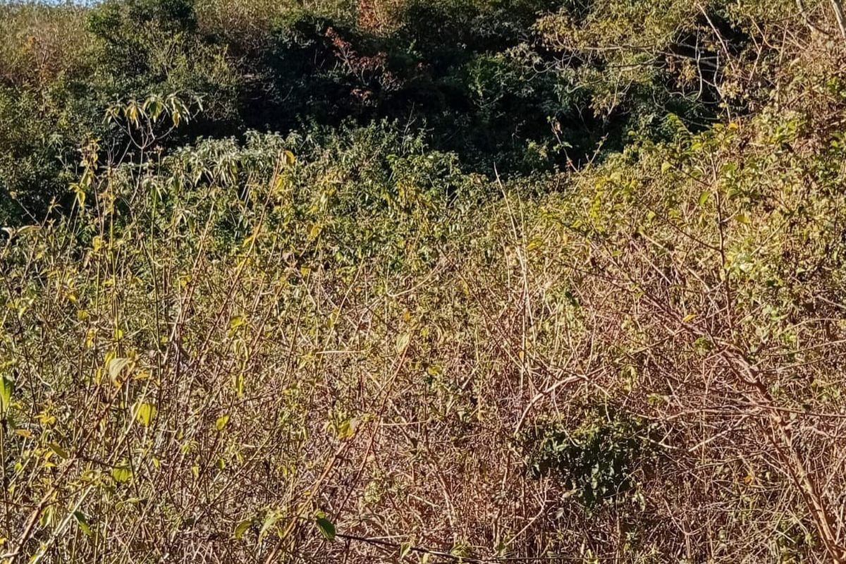 A view of the undeveloped residential land featuring dense natural vegetation and native shrubbery.