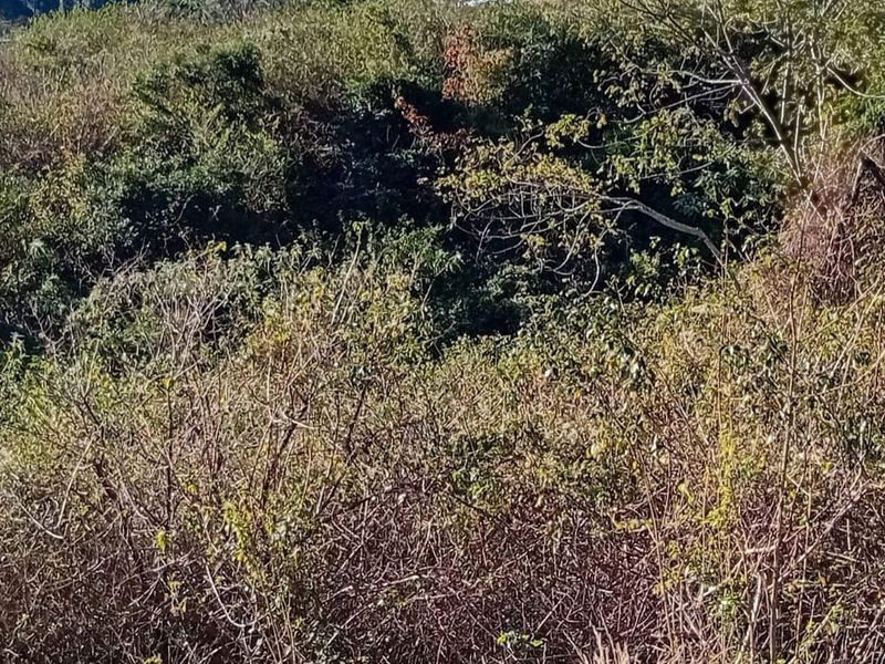 A view of a densely vegetated plot of land featuring native trees and shrubs, typical of undeveloped residential land.