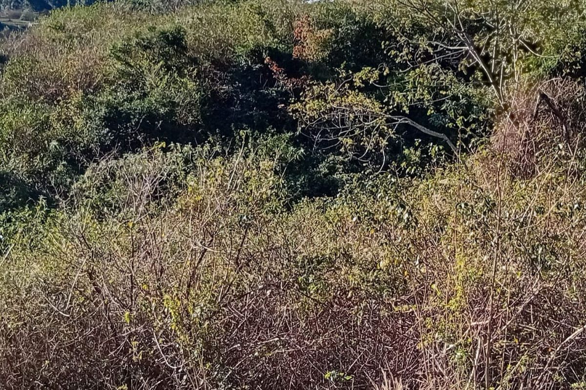 A view of a densely vegetated plot of land featuring native trees and shrubs, typical of undeveloped residential land.