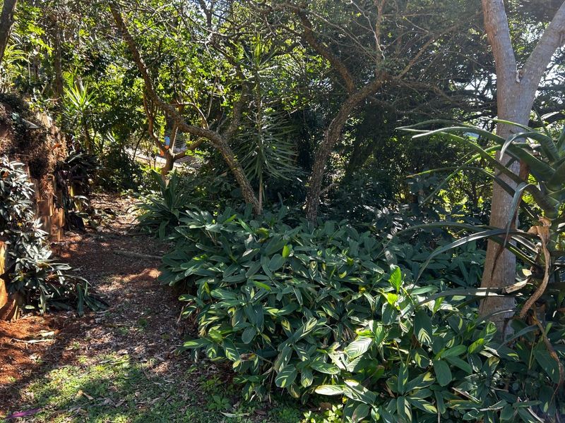 A view of a lush, established garden area featuring mature trees and dense foliage on the residential property.