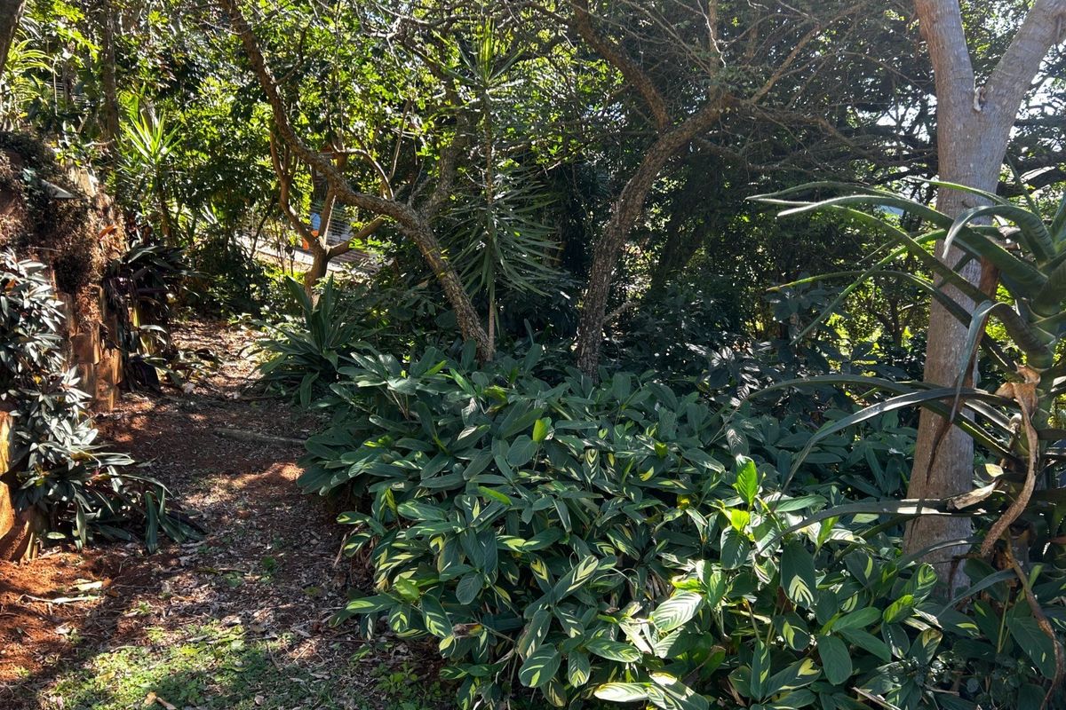 A view of a lush, established garden area featuring mature trees and dense foliage on the residential property.