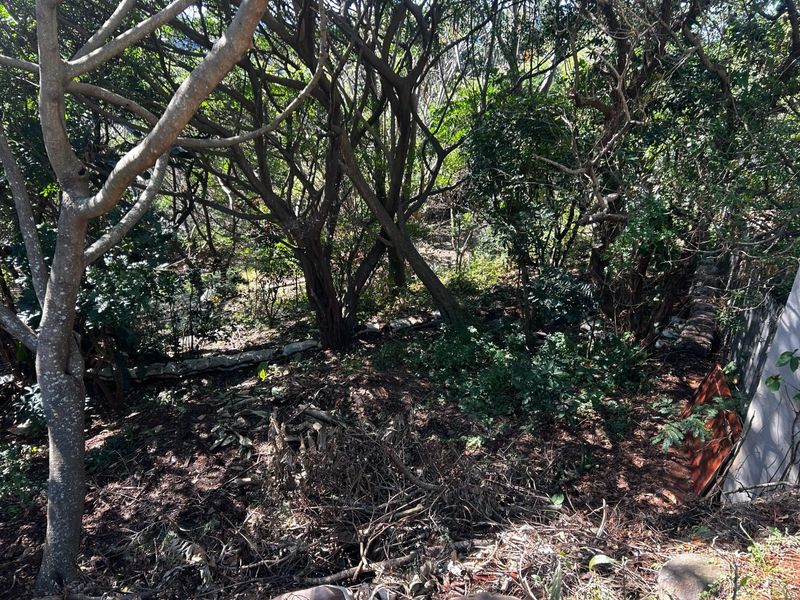 A densely wooded residential plot featuring mature trees and significant undergrowth, requiring clearing for development or landscaping.