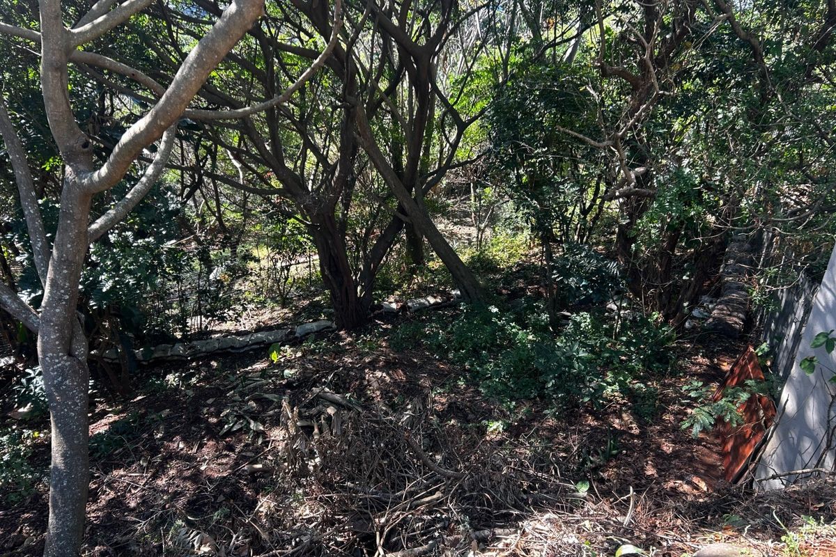 A densely wooded residential plot featuring mature trees and significant undergrowth, requiring clearing for development or landscaping.
