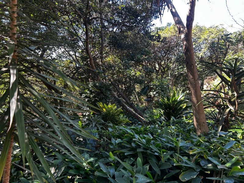 A dense, natural garden area featuring mature trees and lush, established shrubbery, providing a private and shaded outdoor environment.