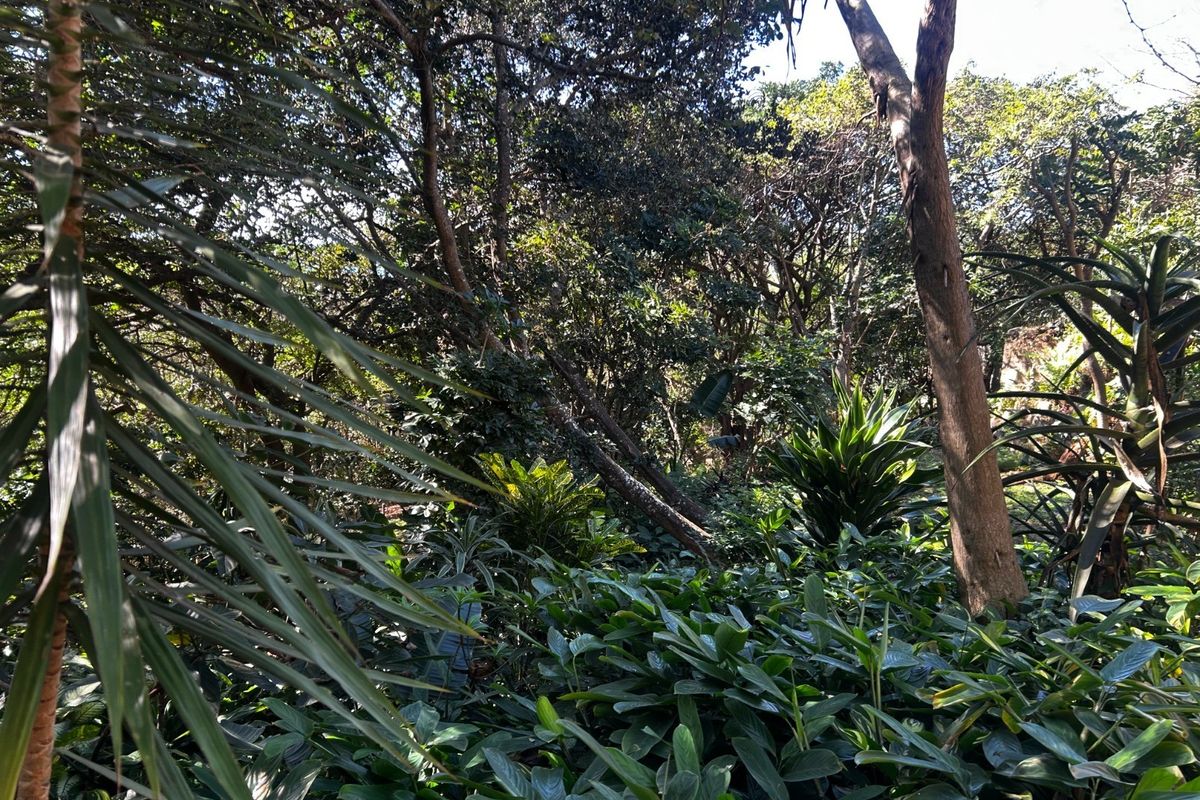 A dense, natural garden area featuring mature trees and lush, established shrubbery, providing a private and shaded outdoor environment.