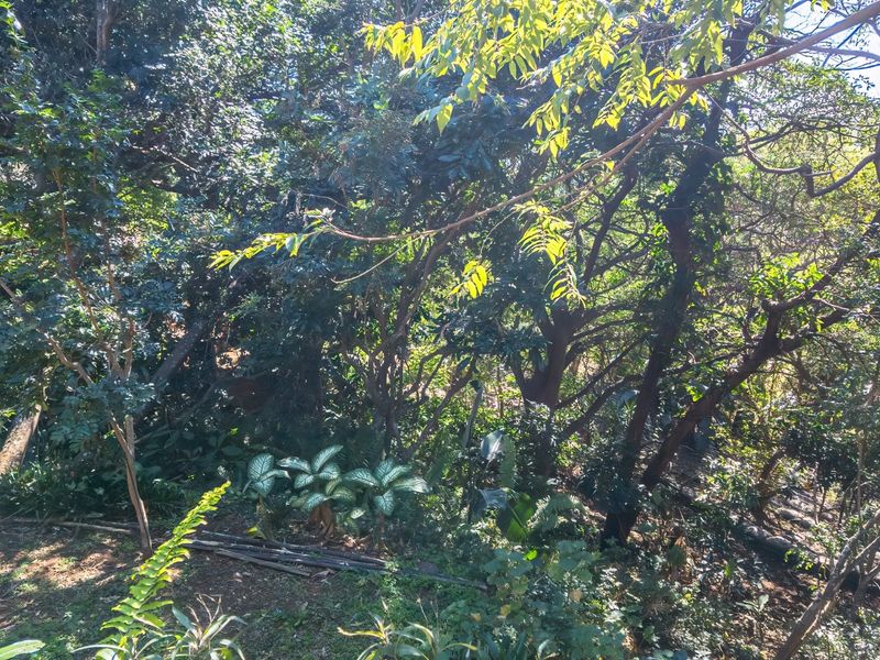 A view of a densely wooded garden area featuring mature trees and established natural vegetation on the residential plot.