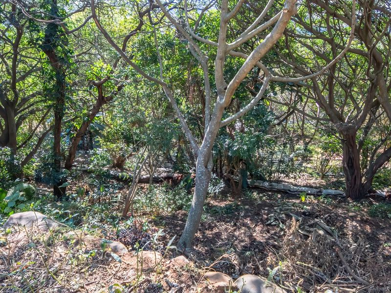 A view of a densely wooded residential plot featuring mature trees and natural ground cover.