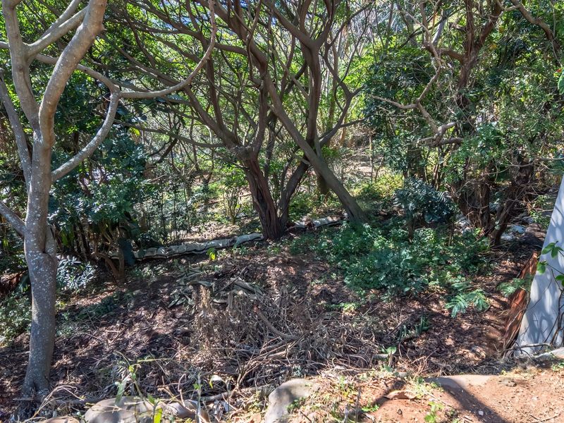 A view of a densely wooded residential plot featuring mature trees and natural vegetation.