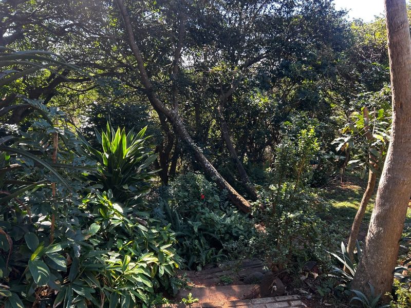 A lush, established garden area featuring mature trees and a paved pathway winding through dense vegetation.