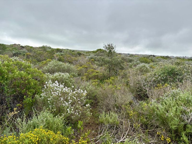 A view of the natural, undeveloped residential land featuring indigenous coastal vegetation and shrubs under an overcast sky.