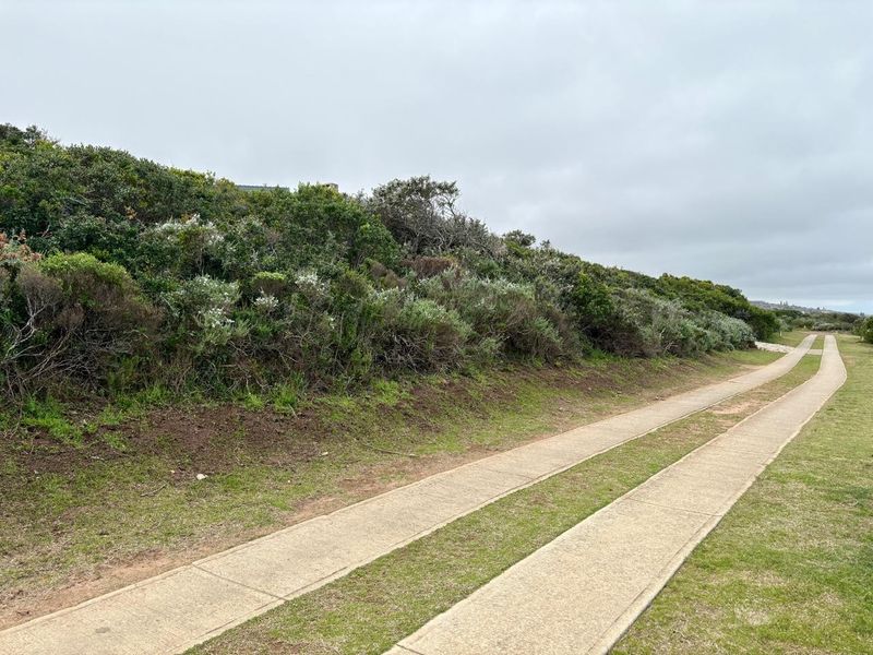 A view of the vacant residential land featuring a paved driveway and established indigenous vegetation along the boundary.