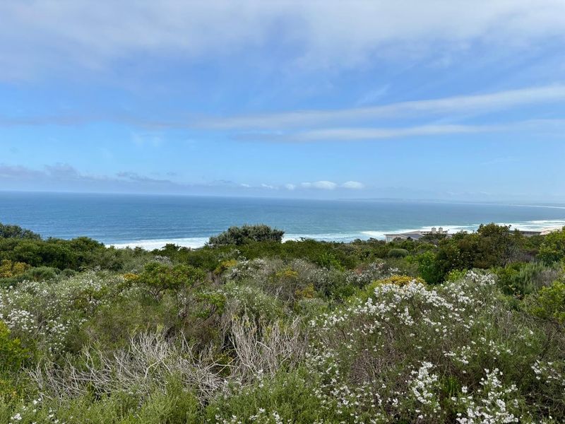 A scenic view overlooking the coastline with native coastal vegetation and an expansive ocean horizon.
