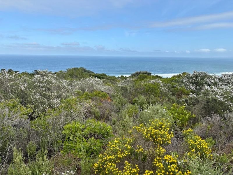 A scenic view of the ocean and natural coastal vegetation from the vacant residential property.