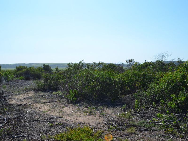 A view of the natural landscape and native vegetation on the vacant residential property.