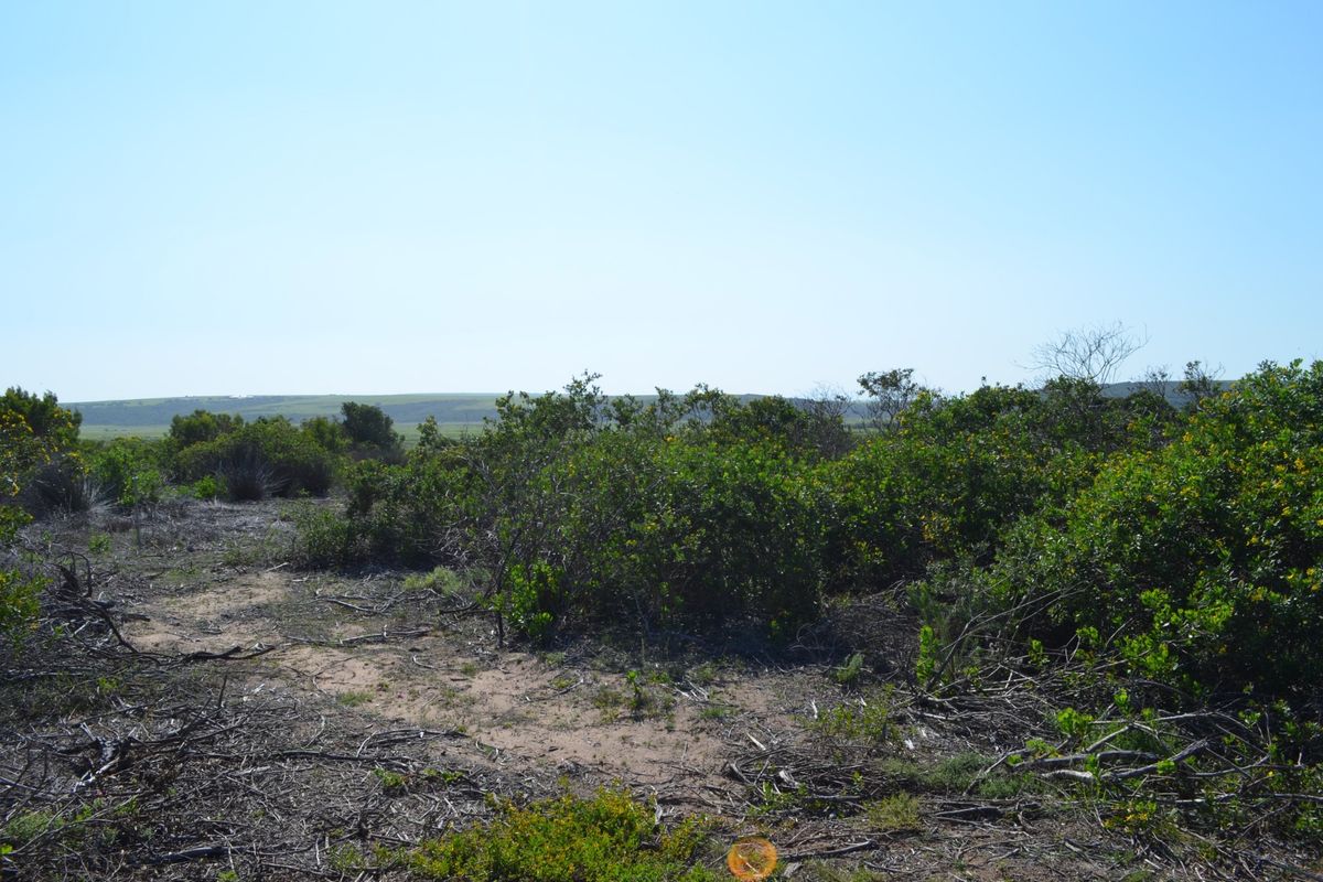 A view of the natural landscape and native vegetation on the vacant residential property.