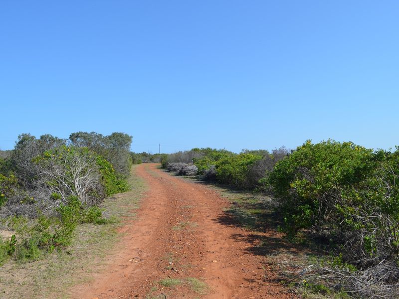 A view of a dirt access path winding through natural vegetation on a vacant residential plot.
