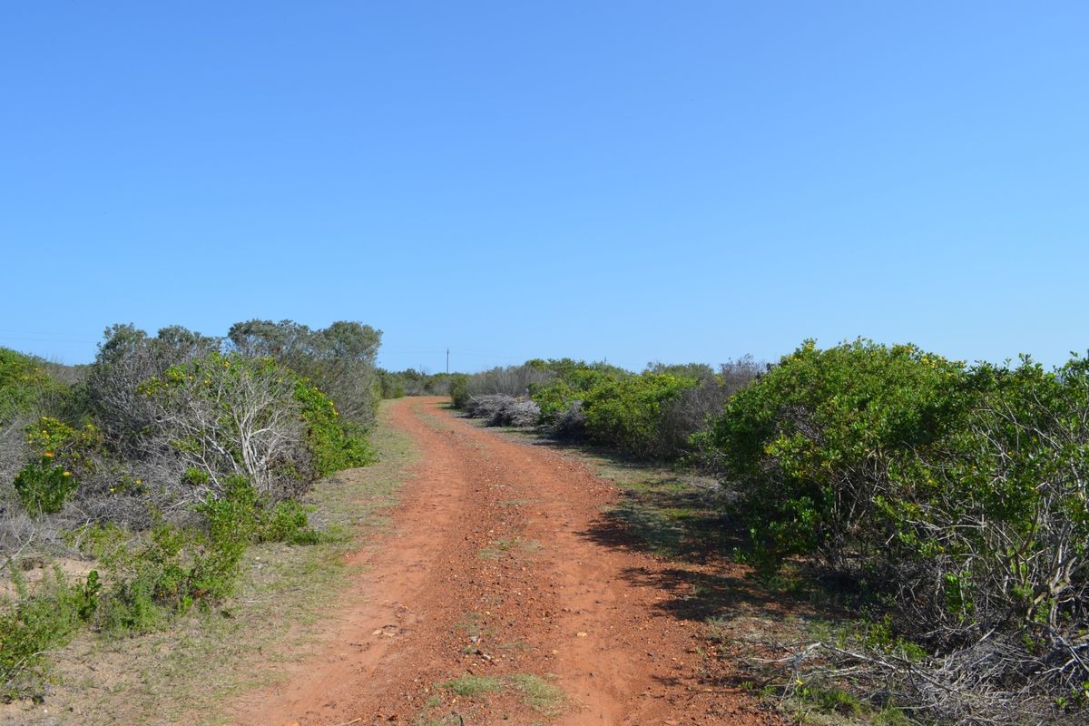 A view of a dirt access path winding through natural vegetation on a vacant residential plot.