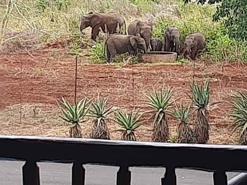 A view of a natural landscape featuring a water trough and wildlife, viewed from a balcony or patio area.