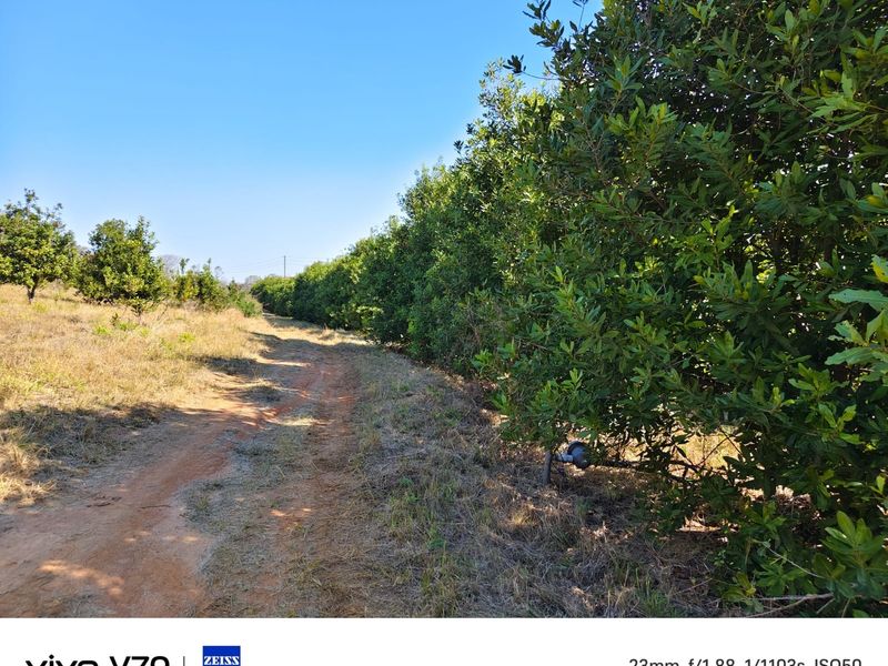 A view of a farm orchard featuring rows of established fruit trees alongside a dirt access track.