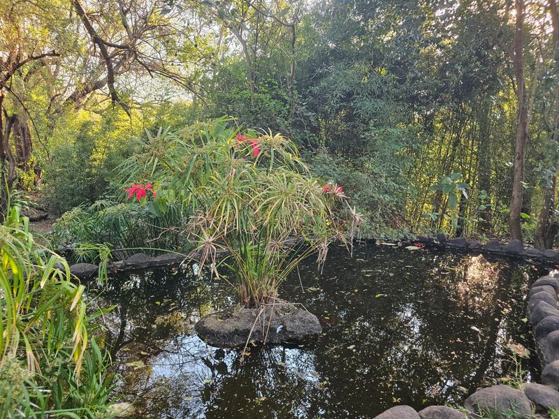 A tranquil garden setting featuring a stone-lined pond surrounded by lush mature trees and natural landscaping.